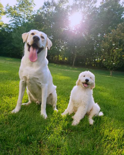 istock A Labrador Retriver and a Golden Doodle 1270499003