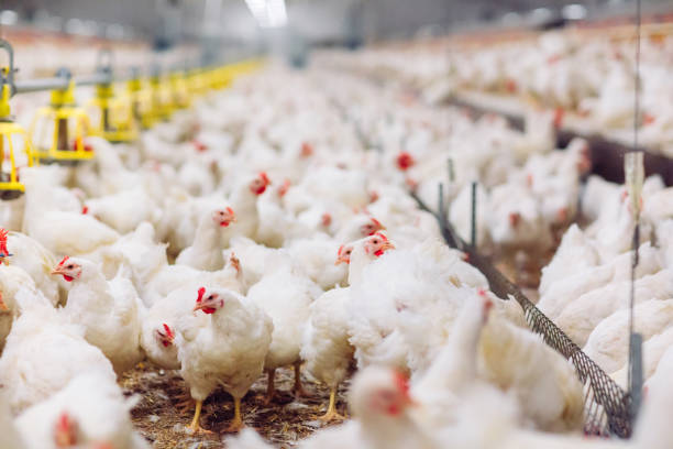 istock Big indoors modern chicken farm, chicken feeding. 1270499010