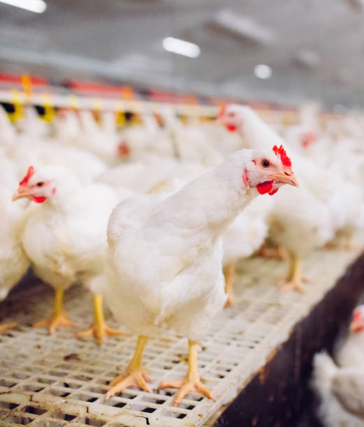 istock Big indoors modern chicken farm, chicken feeding. 1270499031