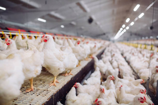 istock Big indoors modern chicken farm, chicken feeding. 1270499048