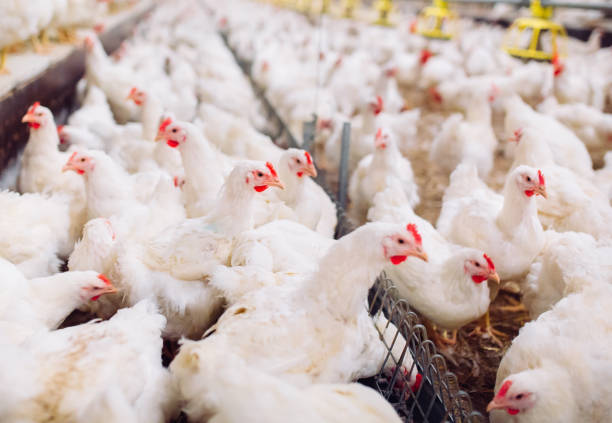 istock Big indoors modern chicken farm, chicken feeding. 1270499071