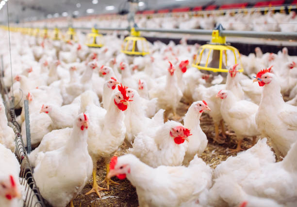 istock Big indoors modern chicken farm, chicken feeding. 1270499085
