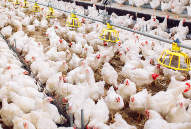 istock Big indoors modern chicken farm, chicken feeding. 1270499129