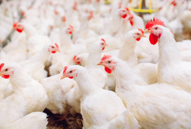 istock Big indoors modern chicken farm, chicken feeding. 1270499143