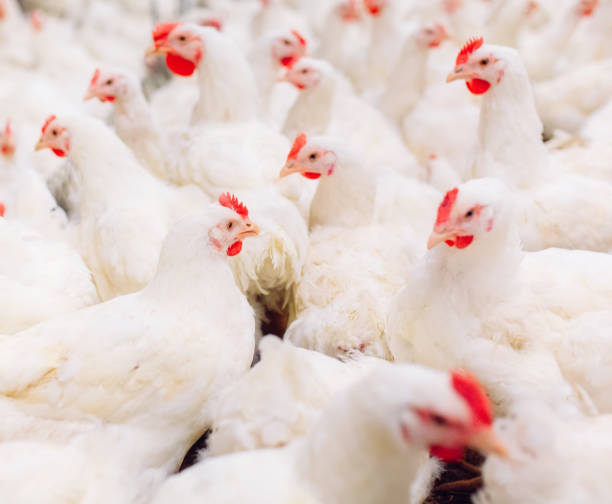 istock Big indoors modern chicken farm, chicken feeding. 1270499151
