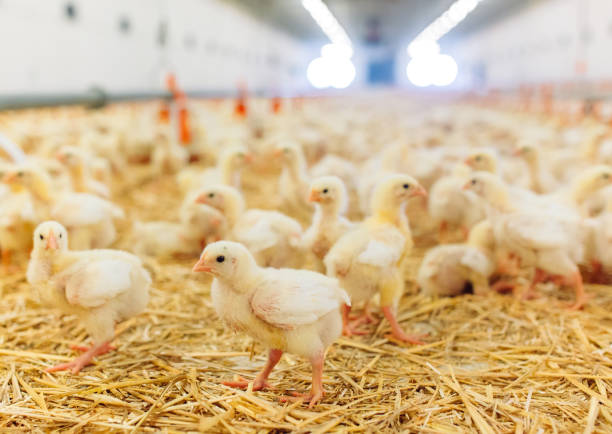 Big indoors modern chicken farm, chicken feeding. stock photo
