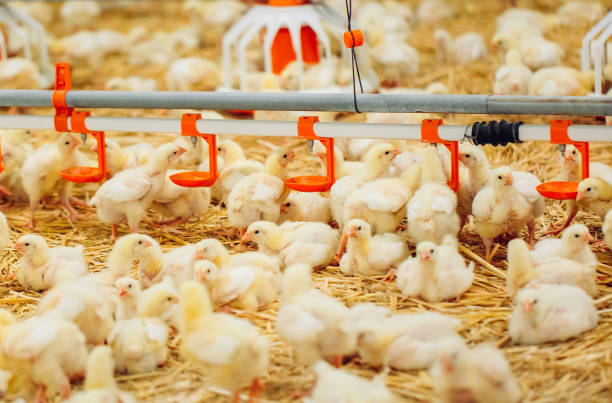 istock Big indoors modern chicken farm, chicken feeding. 1270499795