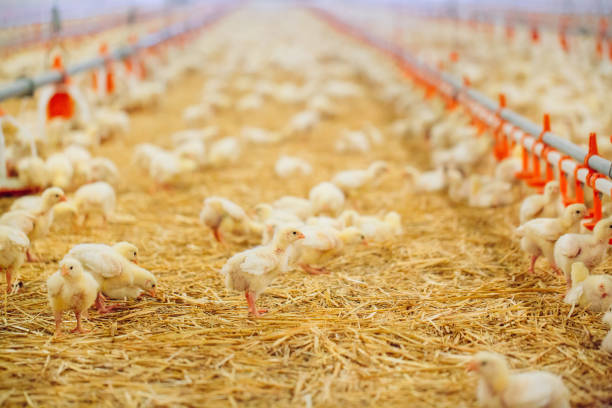 istock Big indoors modern chicken farm, chicken feeding. 1270499804