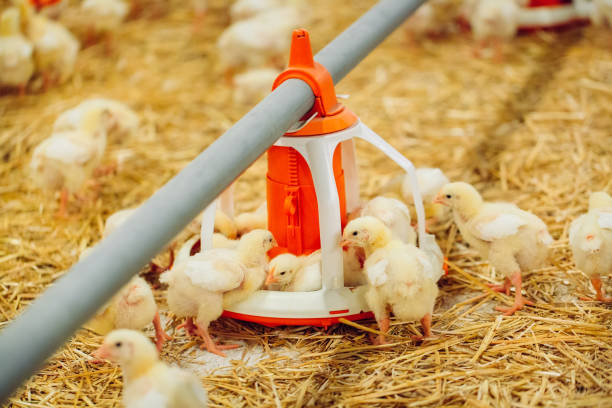 istock Big indoors modern chicken farm, chicken feeding. 1270499821