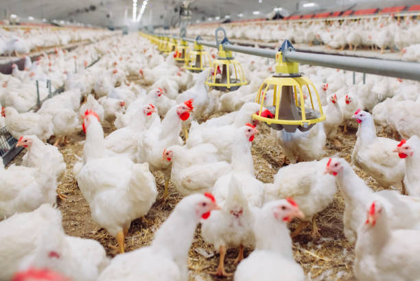 istock Big indoors modern chicken farm, chicken feeding. 1270499858