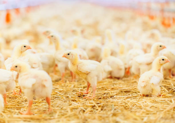 istock Big indoors modern chicken farm, chicken feeding. 1270499861
