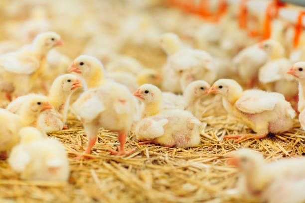 istock Big indoors modern chicken farm, chicken feeding. 1270499921