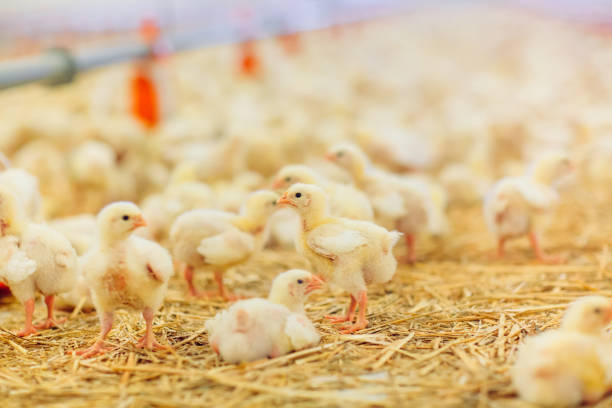 istock Big indoors modern chicken farm, chicken feeding. 1270499933