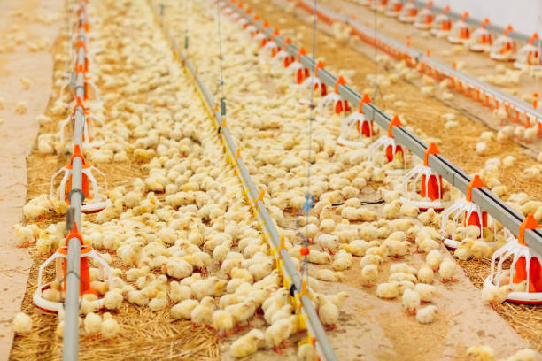 istock Big indoors modern chicken farm, chicken feeding. 1270500034