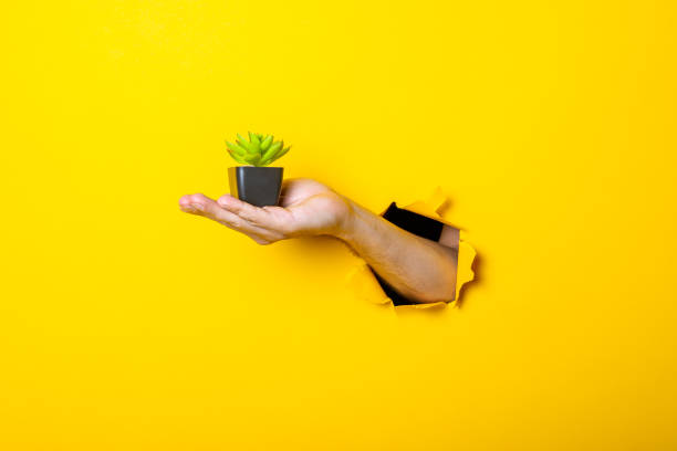 istock Hand holds indoor flower on yellow background 1270500161