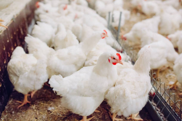 istock Big indoors modern chicken farm, chicken feeding. 1270500195