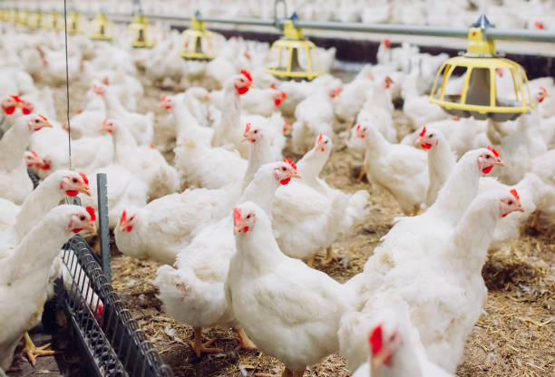 istock Big indoors modern chicken farm, chicken feeding. 1270500276