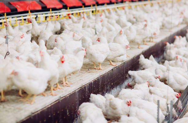 istock Big indoors modern chicken farm, chicken feeding. 1270500300