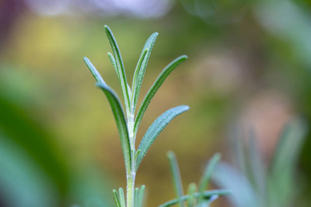istock Macro abstract view of fresh growing rosemary herb 1270500960