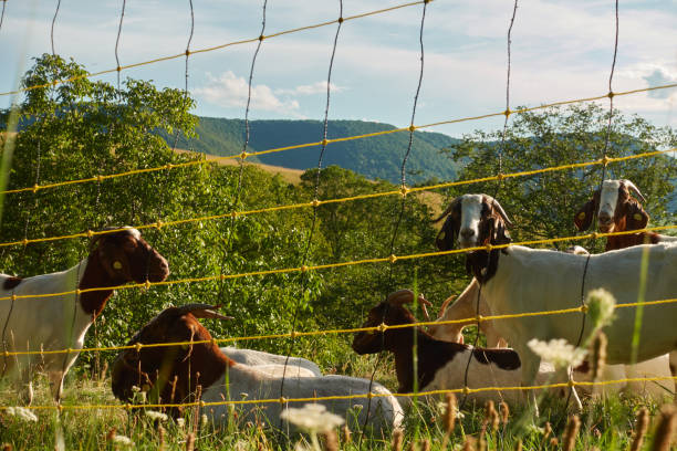 Several goats behind an electrically charged security fence, the grazing cattle have brown and white fur, green hills with many trees in the background. Germany, Baden Wuerttemberg.