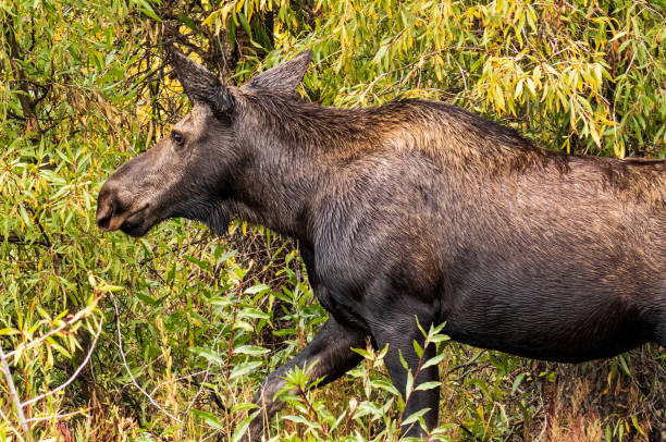 istock Close-up side view of a Moose walking through green plants 1270501042
