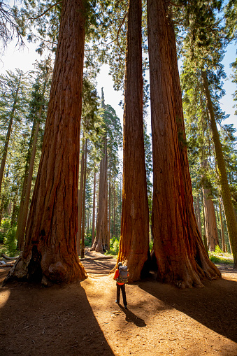 Hiker walking with a backpack in between redwood trees in Sequoia National Park. National park in the Sierra Nevada mountains, California, U.S.