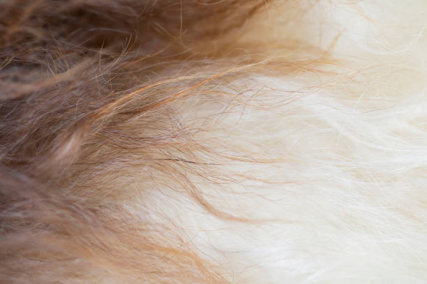 istock Animal fur texture or background. 1270502059