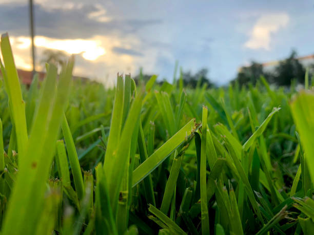 istock view of a green lawn in a sunset 1270502312