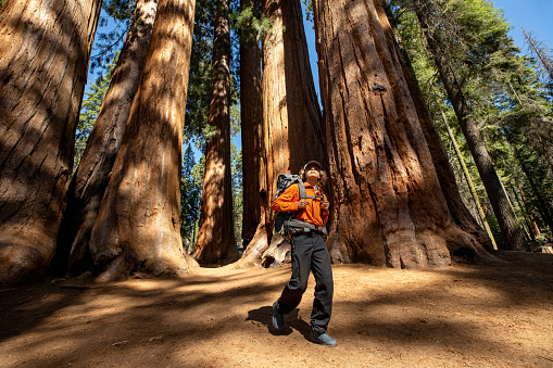 Young backpacker on vacation hiking around Sequoia trees in the Sequoia National Park in the Sierra Nevada mountains, California, U.S.