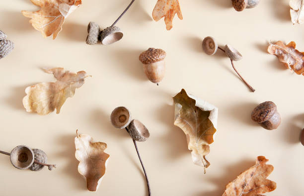 istock Fallen oak leaves and acorn caps on a beige background. Autumn monochrome pattern 1270503751