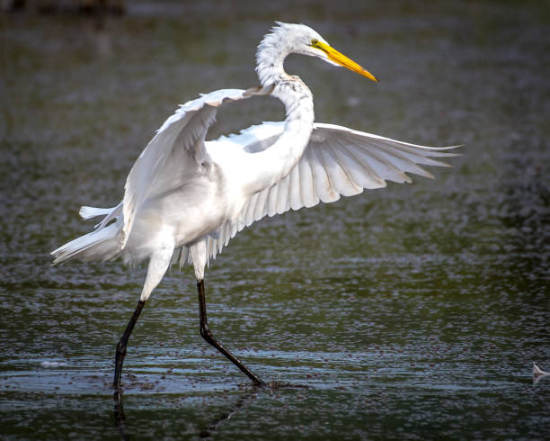 istock Egrets at Huntley Meadows Park 1270505079