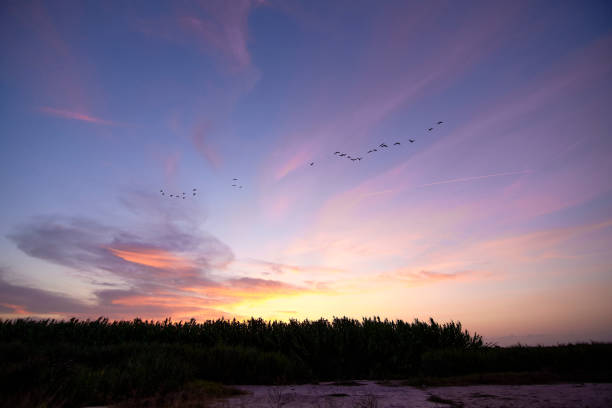 istock Sunset over the reeds and with birds 1270506529