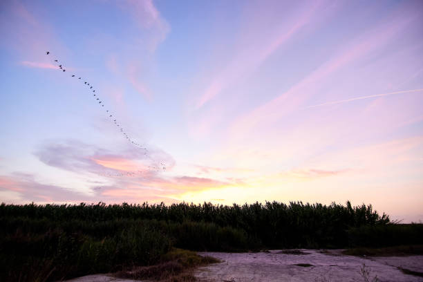 istock Sunset over the reeds and with birds 1270506532