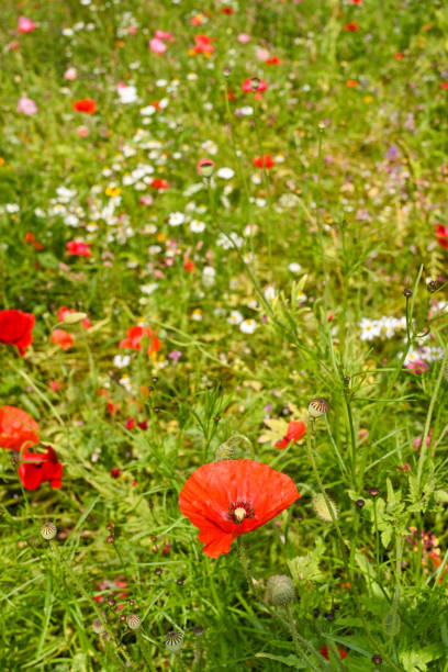 istock Wild flowers in a field 1270506609