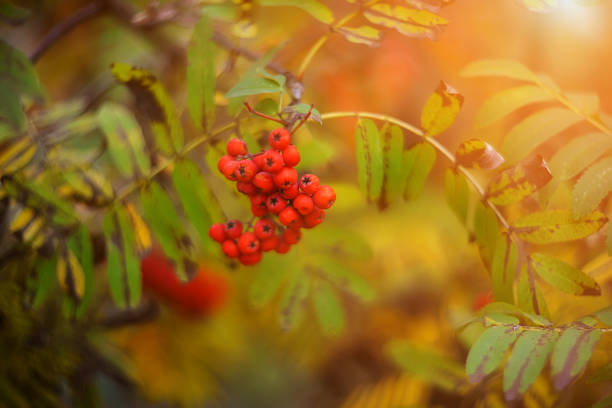 istock orange rowanberry on blurry autumn background 1270507863