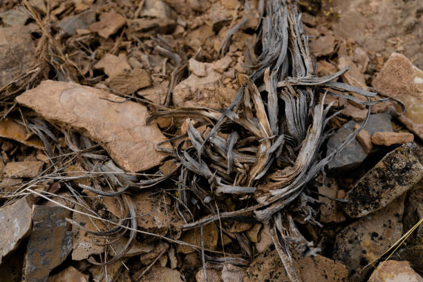istock Northern Utah Juniper Tree Branch Among Rocks 1270508718