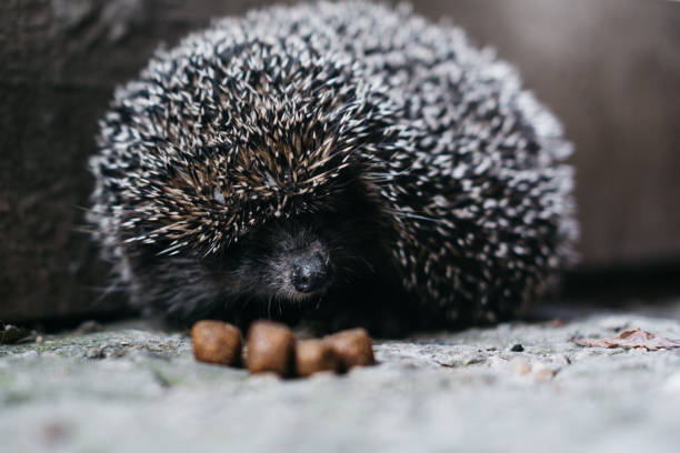 istock A small gray charming prickly hedgehog showed its sharp muzzle. Curious forest dweller in the light of day, hedgehog. A long-eared spiny rat, a predatory little wild animal. 1270512299