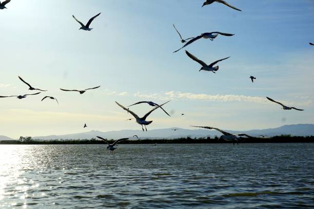 istock Birds on the bay 1270513789