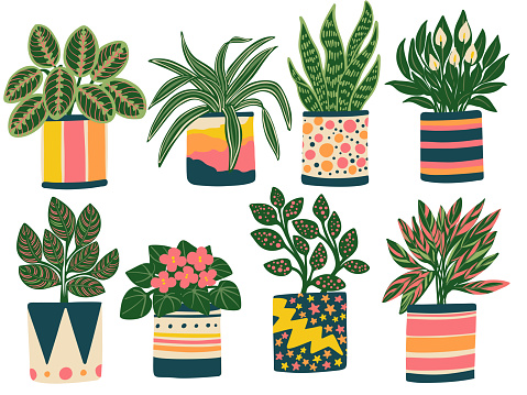 Eight color vector illustration of eight different houseplants in a variety of colorful, playful planters.

Prayer Plant, Dracaena, Snake Plant, Peace Lily, Calthea Ornata, African Violet, Polka dot Plant, ans Stromanthe

1 of 2