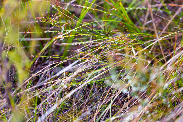 istock Wild grass after the rain, background with copy space 1270513889
