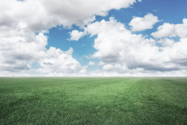 istock Field of spring fresh green grass 1270513983