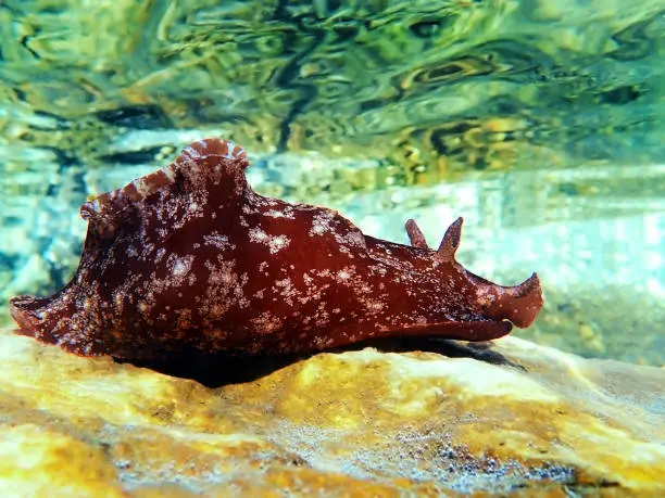 Photo of Underwater shot on large sea hare in Mediterranean sea (Aplysia punctata)