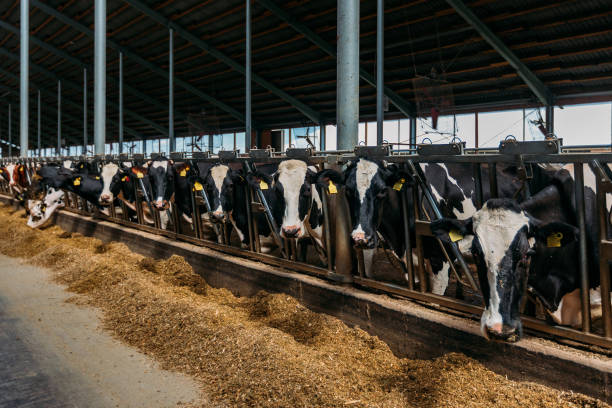 istock Holstein Frisian diary cows in free open stall 1270514809