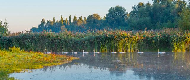 Swans swimming in a row along the edge of a misty lake at sunrise in an early summer morning, Almere, Flevoland, The Netherlands, September 2, 2020