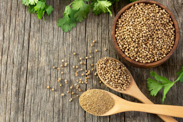 coriander seeds and powder in wooden spoon with fresh cilantro leaves on wooden table, ( coriandrum sativum ) coriander seeds and powder in wooden spoon with fresh cilantro leaves on wooden table, ( coriandrum sativum ) cilantro stock pictures, royalty-free photos & images