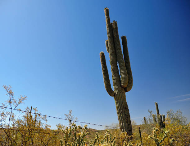istock Tall and alone n the desert heat 1270519016