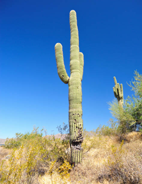 istock prickly giant in the desert 1270519019