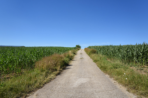 country road between corn fields