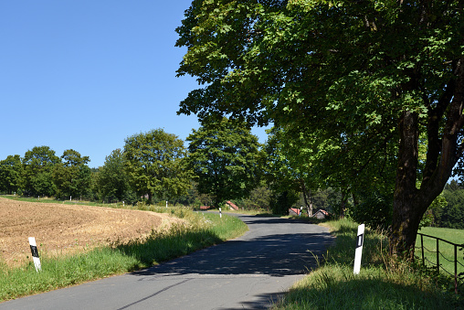 country road with trees in summer
