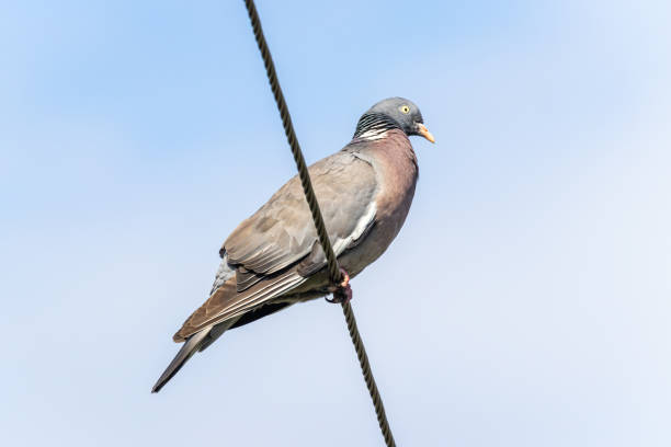 istock Common wood pigeon (Columba palumbus) on a metal wire 1270521531